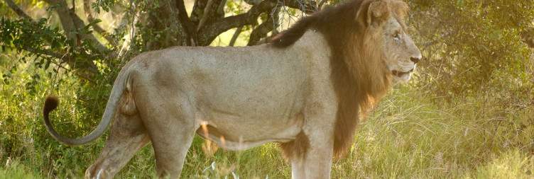 Inyati Private Reserve