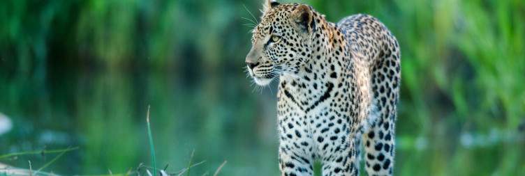 Fly-in and safari in the Sabi Sands