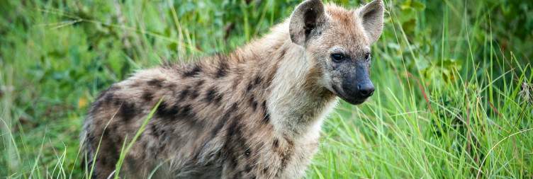 Explore Sabi Sands Game Reserve