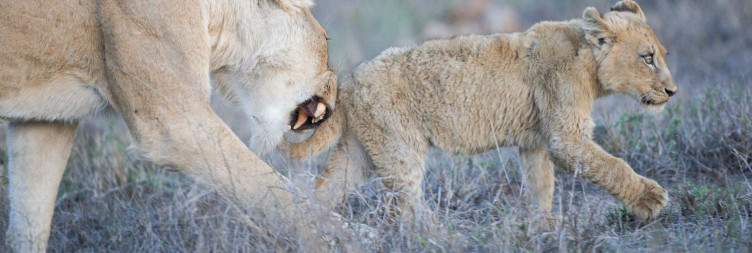 Morning Safari and Transfer to OR Tambo International Airport