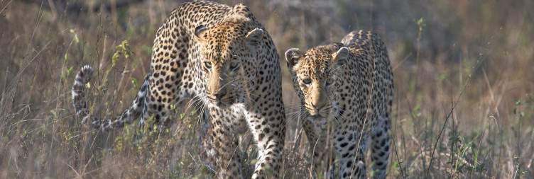 Game drive transfer to Dulini