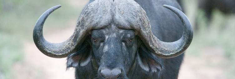 Private Game Reserve Experience