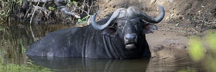 Johannesburg to Kruger National Park (Skukuza Rest Camp)