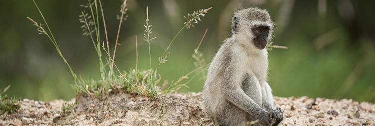 Transfer to Kruger National Park - Afternoon Safari Drive - Check into Sabie River Lodge