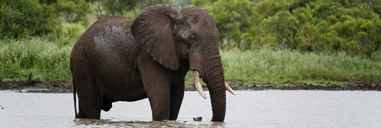 Kruger National Park - Satara