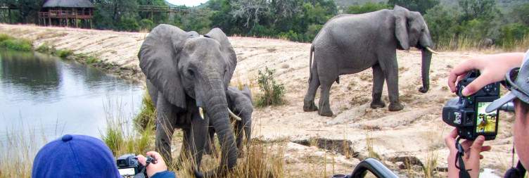 JHB Transfer to Hazyview & Kruger Park Sunset Safari or Elephant Interaction Program