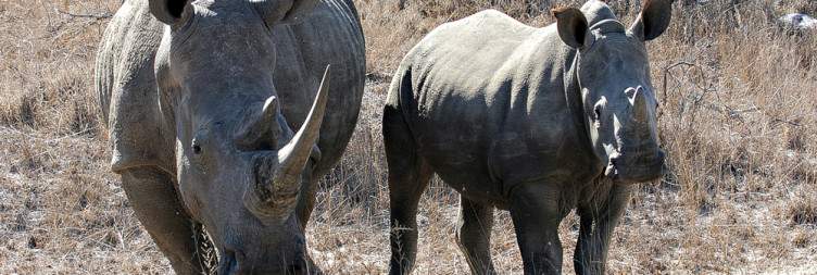 Fly to the Greater Kruger area