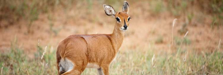 Game Viewing in the Timbavati