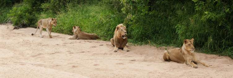Game Viewing in the Timbavati