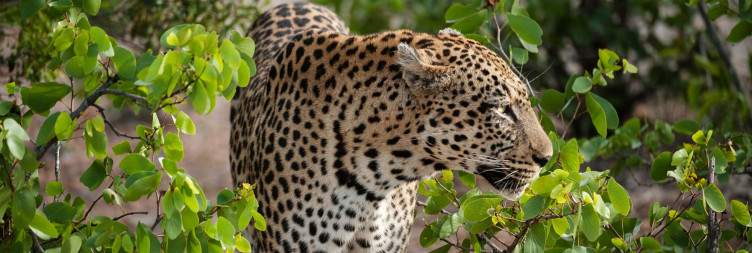 Timbavati Nature Reserve