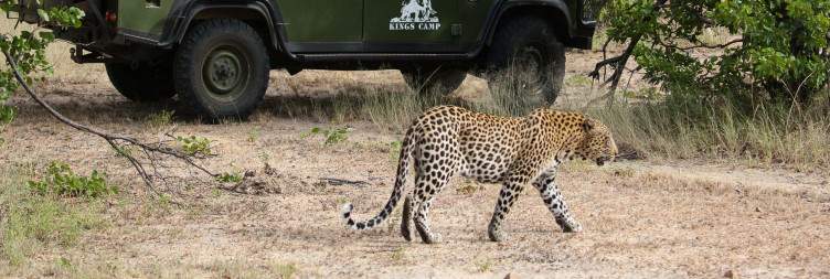Transfer to Simbavati Hilltop