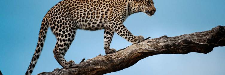 Johannesburg to Timbavati Game Reserve