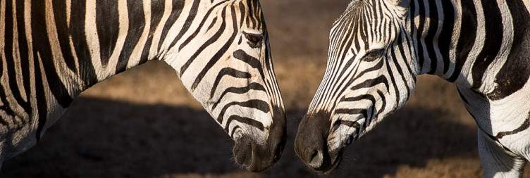 Arrive at Waterberg Biosphere Reserve