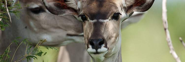 Waterberg Biosphere Reserve