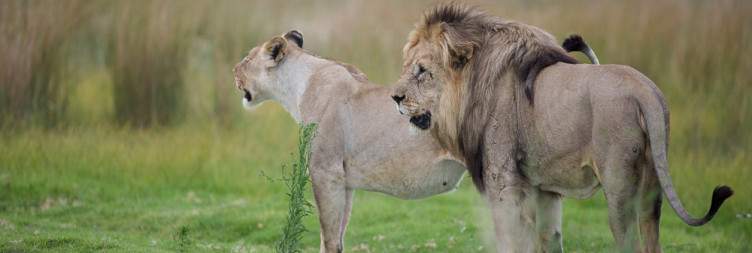 Safari in the Welgevonden