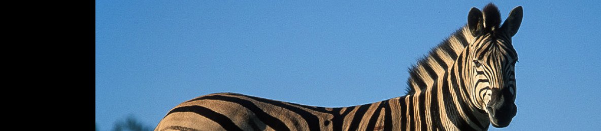 10-Day Private Kruger Camping Safari