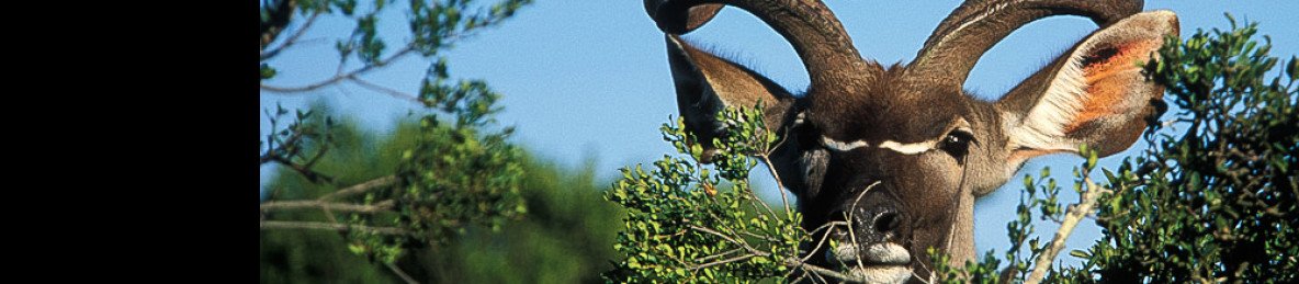 9-Day Kwazulu-Natal, Safari and Beach