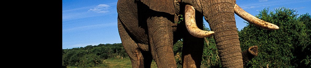 4-Day Private Kruger Park and Panorama Route Safari