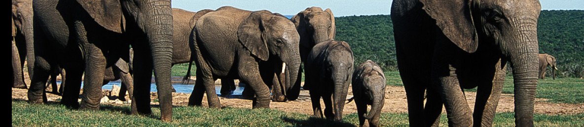 8-Day Private Kruger Family Safari