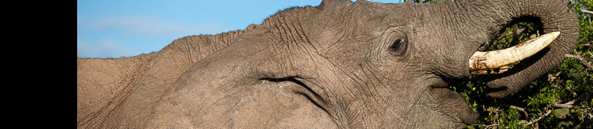 7-Day Cape Town & Malaria-Free Safari