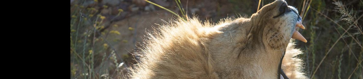 5-Day Luxury Kruger & Private Game Reserve Experience Sf