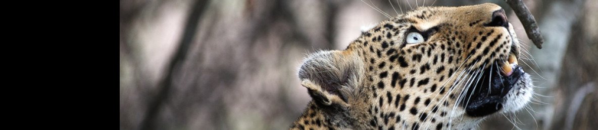 5-Day Private Kruger and Panorama Family Safari