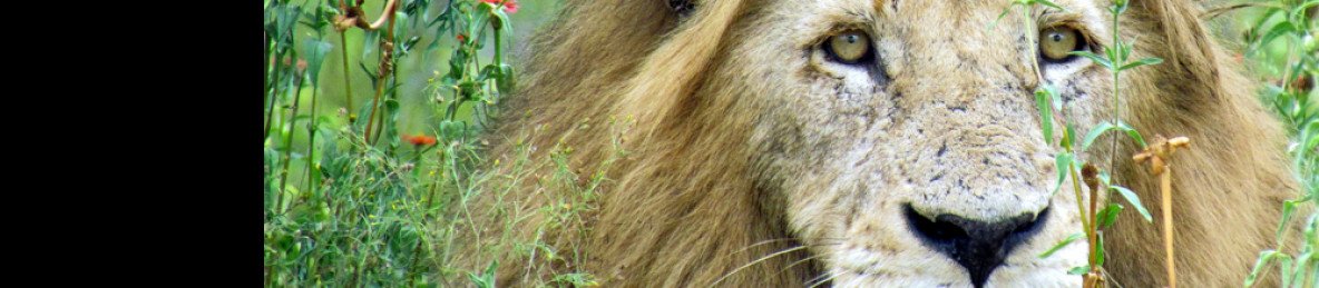 5-Day Private Kruger Safari and Panorama Route