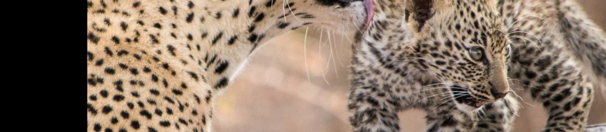 5-Day Luxury South Africa Safari in Kruger
