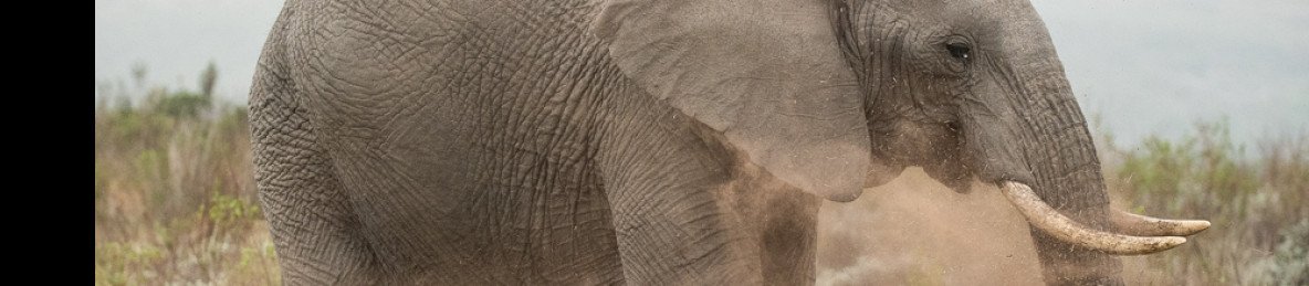 14-Day Family Western Cape and Safari Adventure
