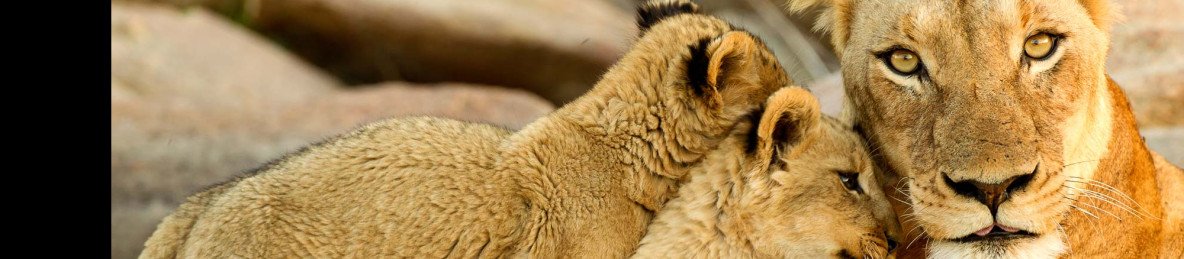 5-Day Luxury Sabi Sands Safari