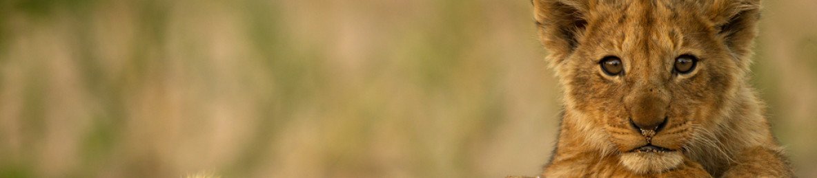 3-Day Tremisana Lodge Kruger Park Safari