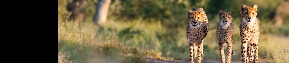 5-Day Kruger Park & Private Game Reserve Experience