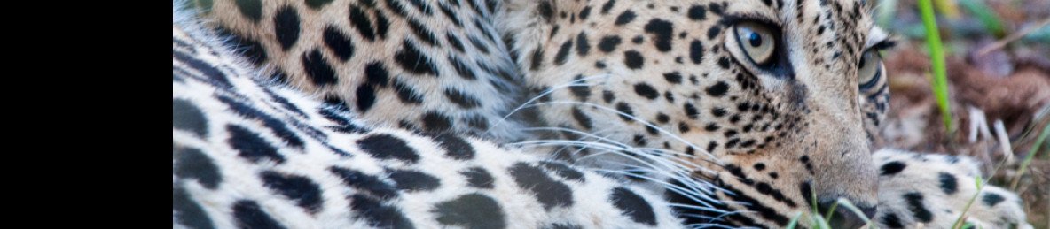 5-Day Private Northern Kruger Camping Adventure