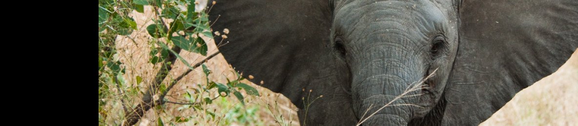 11-Day Best of Zambia's Wildlife Safari