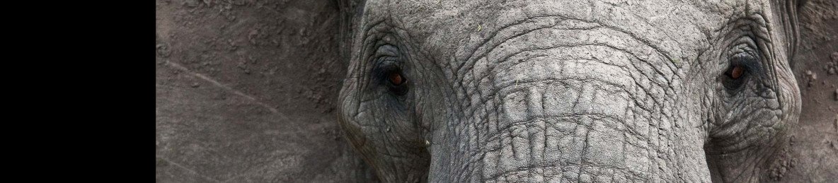 5-Day Luxury Kruger & Private Game Reserve Experience