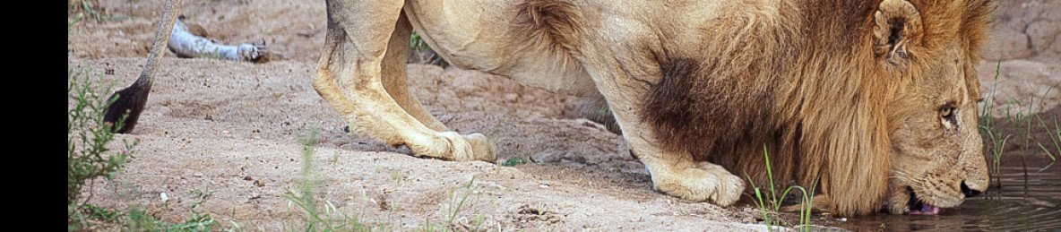 5-Day Luxury Safari in the Klaserie & Timbavati Reserves