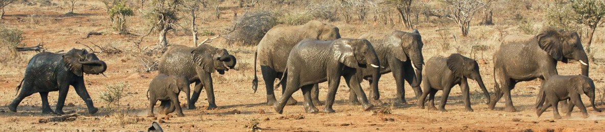 6-Day Private Kruger Safari