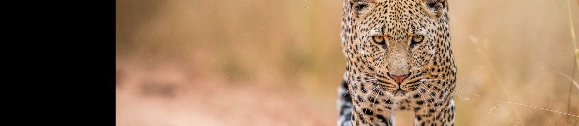 12-Day Golden Photography Safari Package
