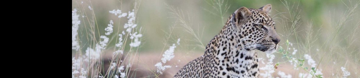 5-Day Fly in Sabi Sabi All Inclusive Safari