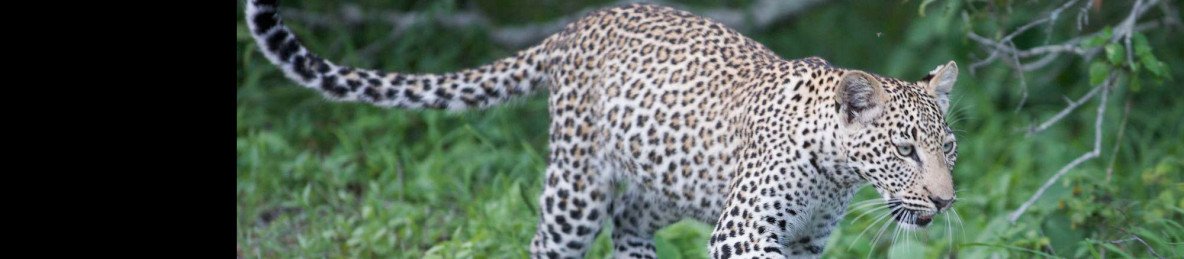 7-Day All Inclusive Safari in Madikwe & Sabi Sands