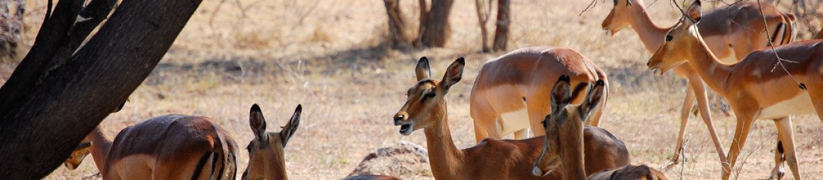 3-Day Best Budget Kruger Park Safari