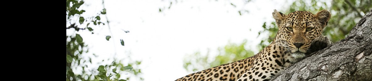 3-Day Private Kruger National Park Safari