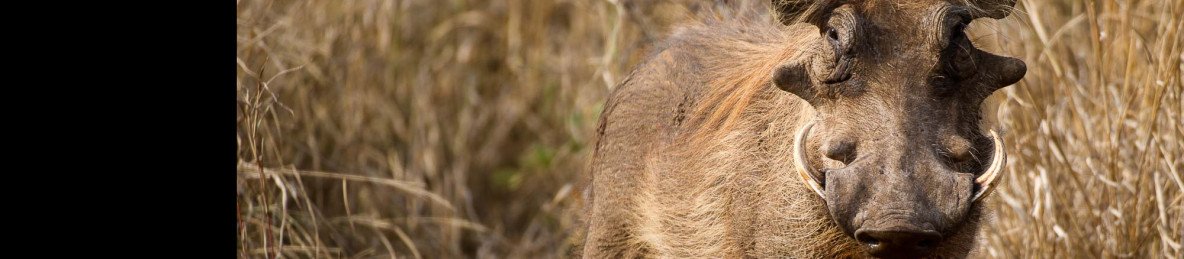 4-Day Luxury Kruger Safari & Private Game Reserve