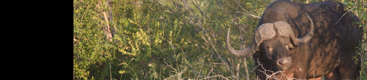 5-Day Kruger Park, Private Lodge & Panorama Route