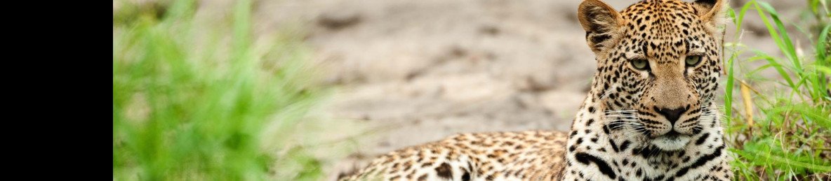 8-Day Cape Town and Sabi Sand Safari Honeymoon