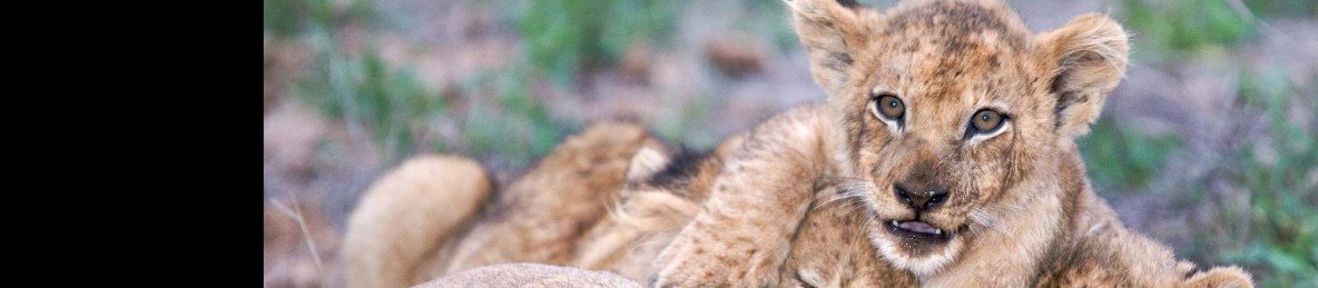 4-Day Sabi Sand Reserve Luxury Safari, Greater Kruger