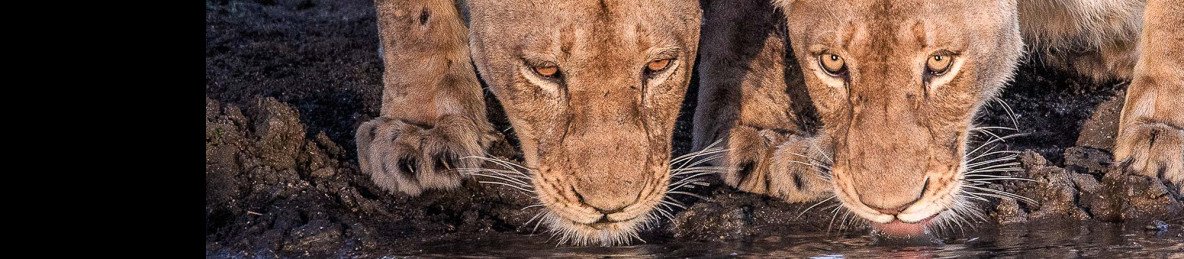 4-Day Big Five Safari in Mala Mala