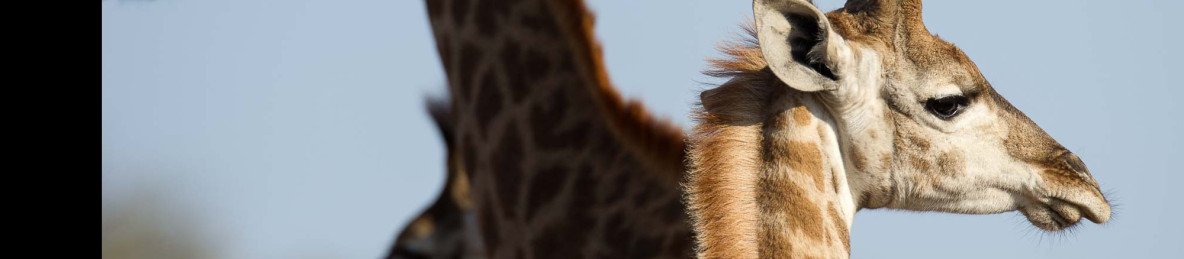 5-Day Private Kruger- Northern Safari Adventure