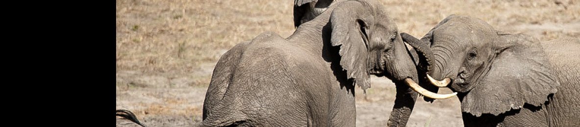 4-Day Safari to Kruger National Park via Panorama Route