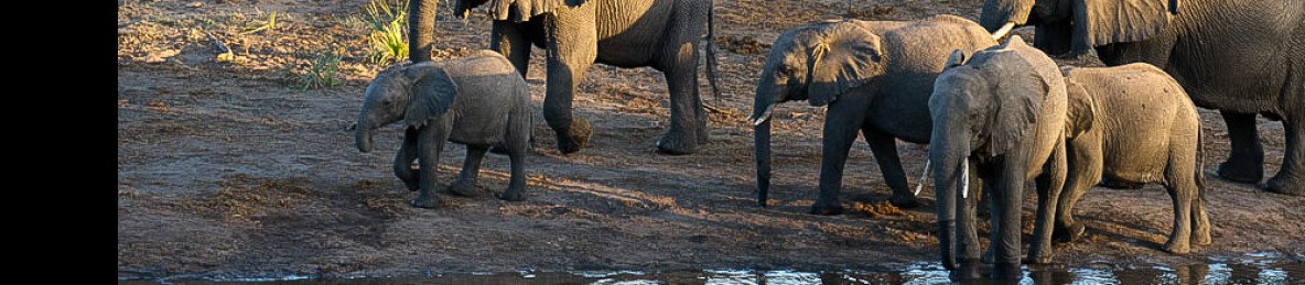 5-Day Safari to Kruger Park plus Panorama Route